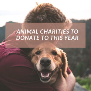 Animal Charities To Donate To This Year