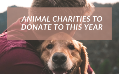 Animal Charities to Donate to This Year